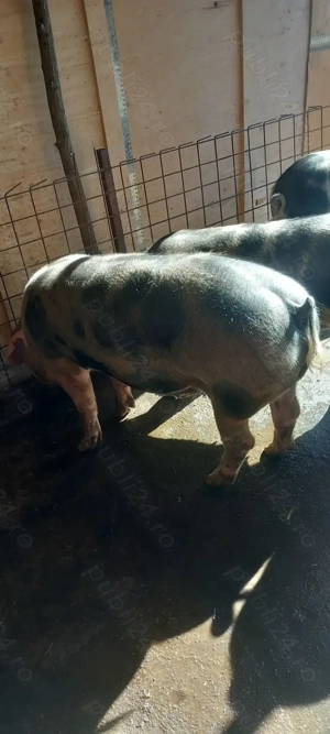 Vând porci pentru crăciun  - imagine 2