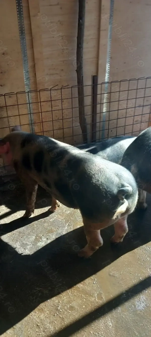 Vând porci pentru crăciun 