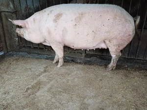 Purcea Landrace - imagine 4