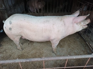 Purcea Landrace - imagine 3