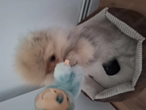 Vând pomerianian ,mascul de 4 luni jumate  cu pedigree vacinat adus din franta învățat la pled - imagine 2 Vând pomerianian ,mascul de 4 luni jumate  cu pedigree vacinat adus din franta învățat la pled - imagine 2