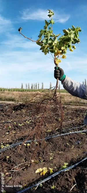 butasi vita de vie altoita