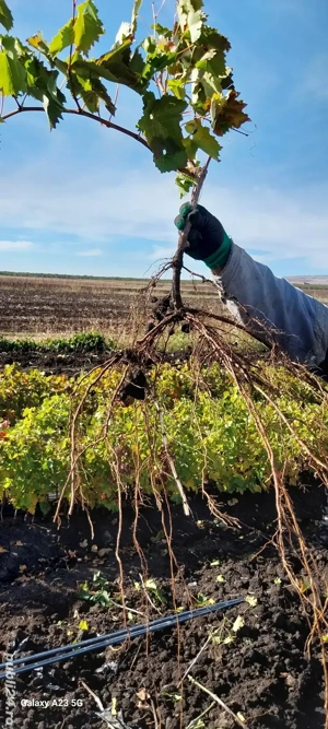 butasi vita de vie altoita - imagine 3