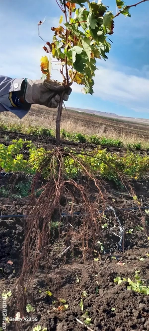 butasi vita de vie altoita - imagine 2