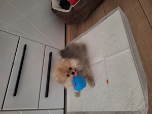 Vând pomerianian ,mascul de 4 luni jumate  cu pedigree vacinat adus din franta învățat la pled - imagine 3 Vând pomerianian ,mascul de 4 luni jumate  cu pedigree vacinat adus din franta învățat la pled - imagine 3