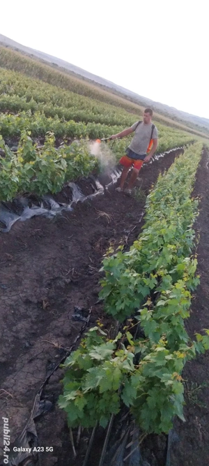 butasi vita de vie altoita - imagine 5