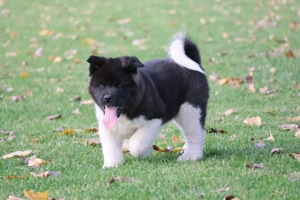 American akita pedigree