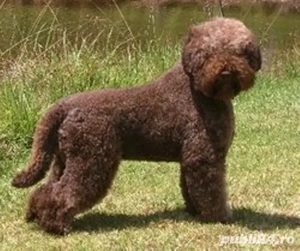 pui lagotto rosu - imagine 2