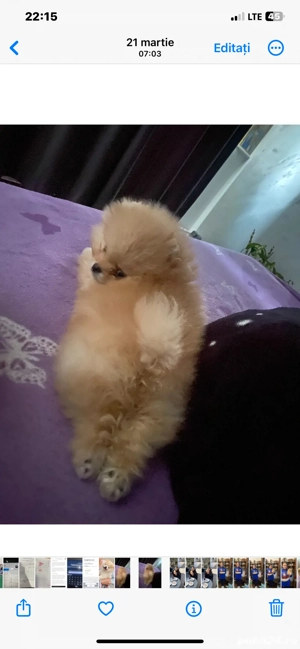 Pomeranian ursulet ! Disponibil montă!
