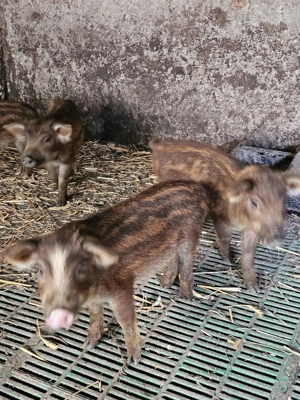 Purcei de Mistret  - imagine 2