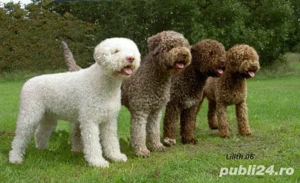 pui lagotto rosu - imagine 3