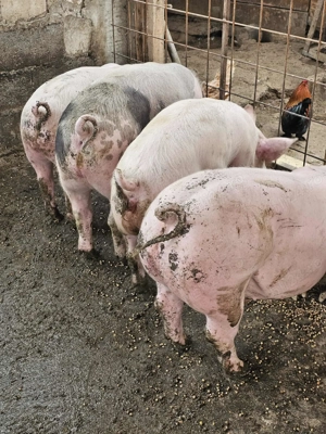 Porci pentru Craciun - imagine 4