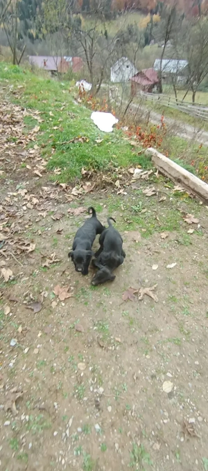 Vând catelusi  - imagine 3