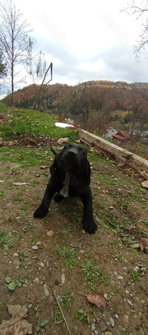 Vând catelusi  - imagine 5