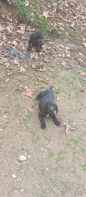 Vând catelusi  - imagine 4