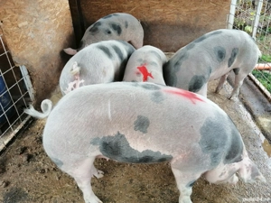 De vânzare trei porci rasa Pietraine!  - imagine 2