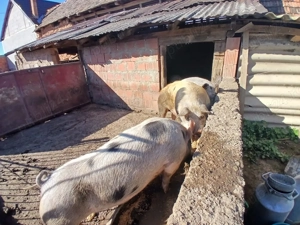 Vând porci de carne 