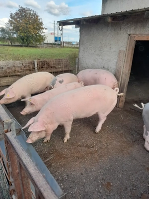 Vând porci jud. Giurgiu - imagine 2