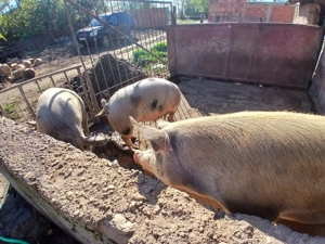 Vând porci de carne  - imagine 2