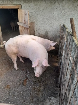 Vând porci jud. Giurgiu - imagine 3