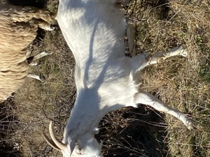 Vind 5 capre tinere bune de lapte  - imagine 2