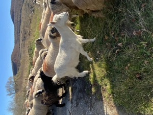 Vind 5 capre tinere bune de lapte  - imagine 3