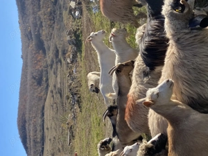 Vind 5 capre tinere bune de lapte 