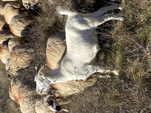 Vind 5 capre tinere bune de lapte  - imagine 4