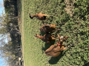 Capre alpine franceze 