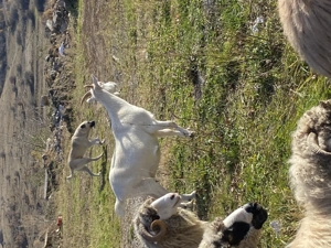 Vind 5 capre tinere bune de lapte  - imagine 5