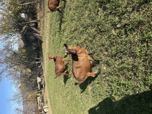 Capre alpine franceze  - imagine 2