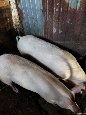 vând porc de carne...