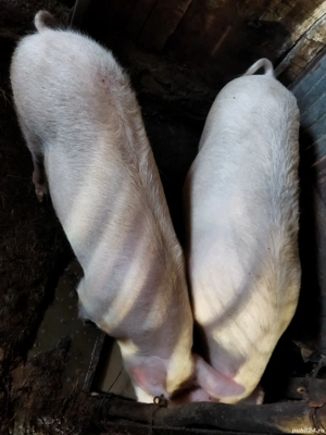 vând porc de carne... - imagine 2