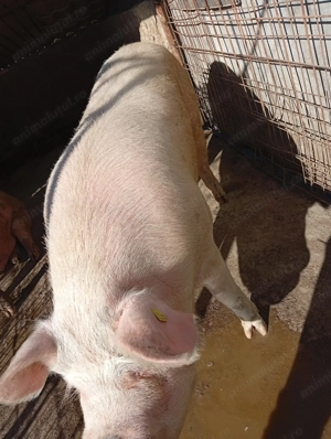 Porc aproape 250kg