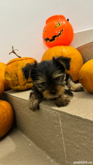 Yorkshire fetite - imagine 4