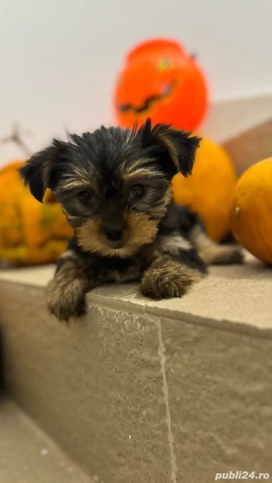 Yorkshire fetite - imagine 3