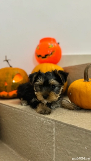 Yorkshire fetite - imagine 2