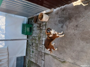 catelusă pichineza  - imagine 2