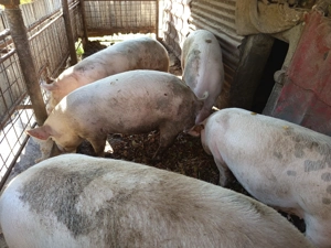 Porci de vînzare bio - imagine 3