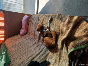 catelusă pichineza  - imagine 3