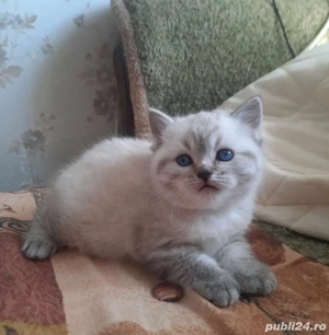 Radgoll super frumoși