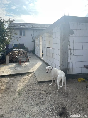 Vand pui de Dog Argentinian - imagine 2