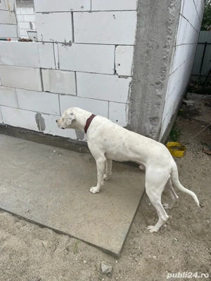 Vand pui de Dog Argentinian - imagine 3