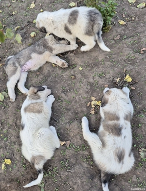 Ciobănești de Bucovina