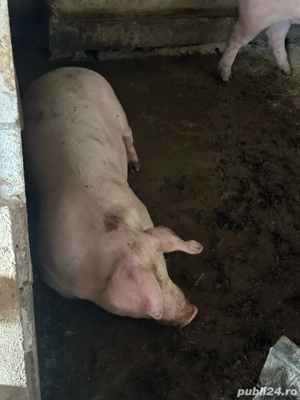 vand porci de carne din propria gospodarie 
