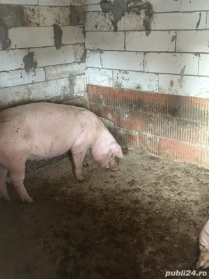 vand porci de carne din propria gospodarie  - imagine 2