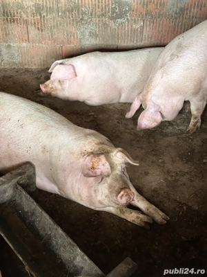 vand porci de carne din propria gospodarie  - imagine 3
