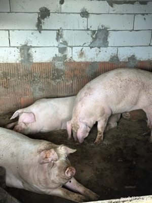 vand porci de carne din propria gospodarie  - imagine 4