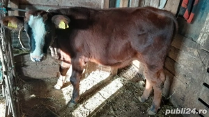 Vand vitea  - imagine 2