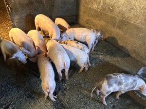 Purcei 12-14 saptamani marele alb cu petrian - imagine 4